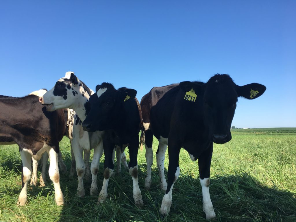 Cows
