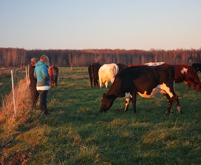 farmers in a field with cattle grazing