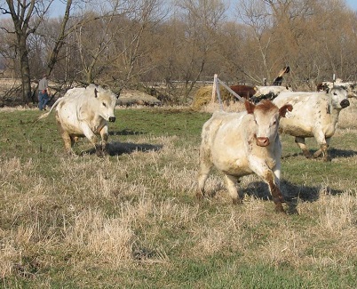 Cattle running in a pasture