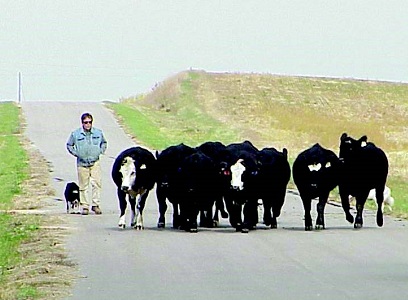 grazier moving cattle with stock dogs