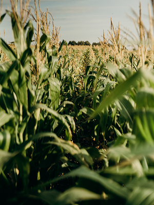 Corn field