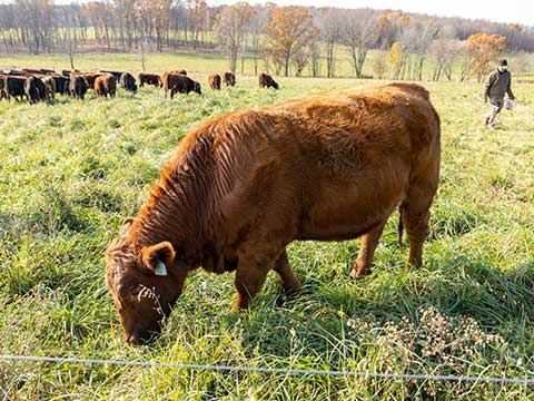 A brown cow eating grass in the foreground with a man and several other cows in the background